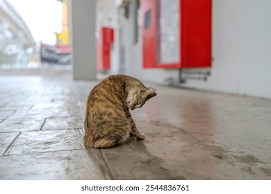 Stray cat at Taman Ma MRT Station, Taman Pinggiran Putra, 43300 Sri Kembangan, Selangor, Malaysia, on morning of June 16, 2024. - Powered by Shutterstock