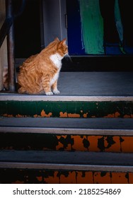 A Stray Cat In Taos Plaza