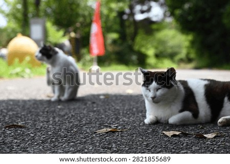 A stray cat that does whatever it wants