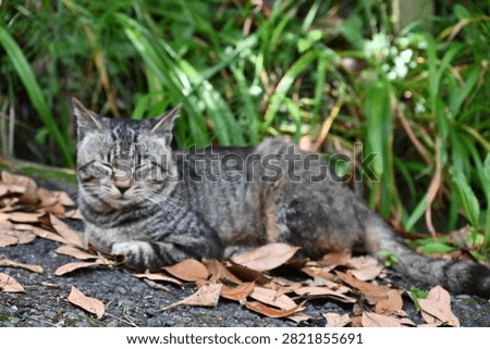 A stray cat that does whatever it wants