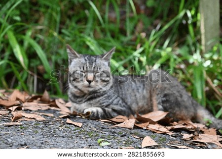 A stray cat that does whatever it wants