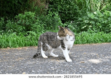 A stray cat that does whatever it wants