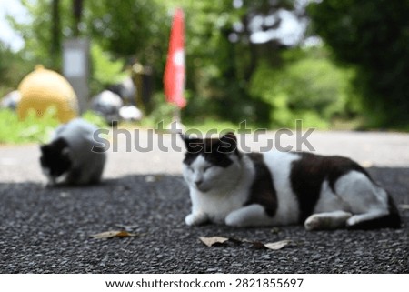 A stray cat that does whatever it wants