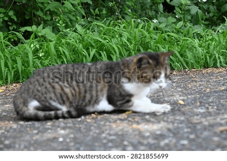 A stray cat that does whatever it wants