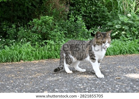 A stray cat that does whatever it wants