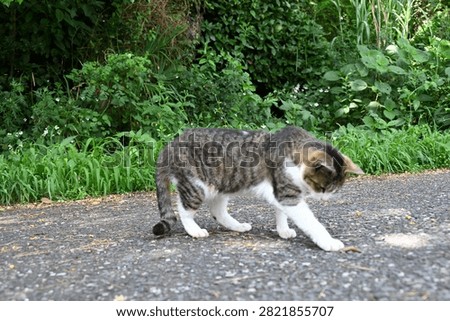 A stray cat that does whatever it wants