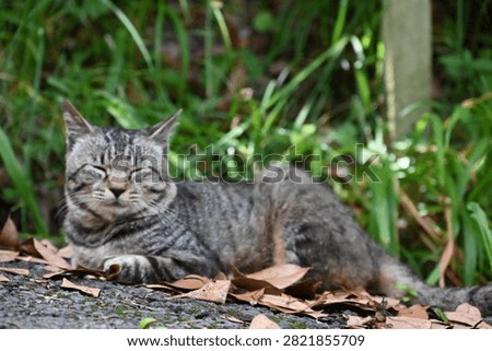 A stray cat that does whatever it wants