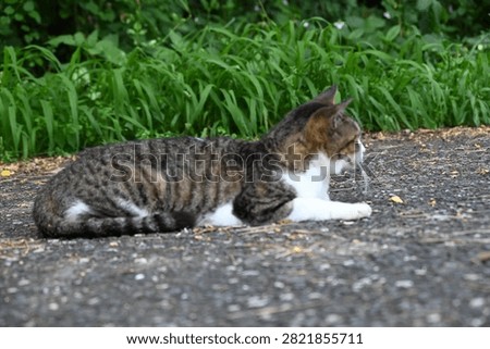 A stray cat that does whatever it wants