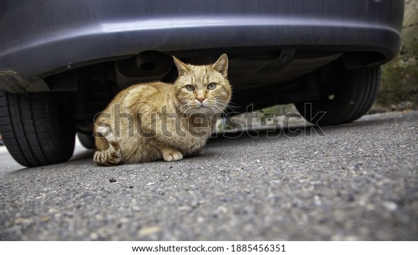 Stray cat\
under car, wild abandoned animals,\
pets