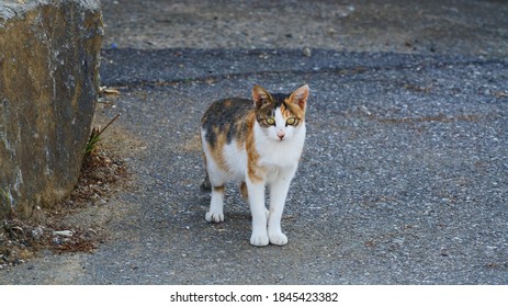 Ally Cat Hd Stock Images Shutterstock