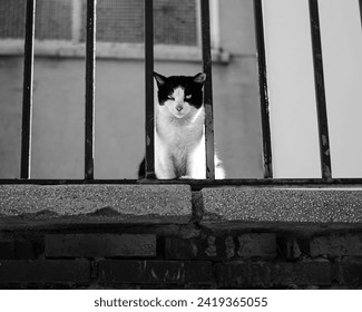 stray cat watches the photographer - Powered by Shutterstock