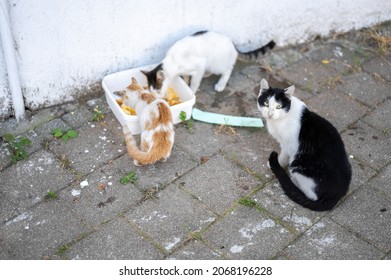 Stray cats begging for food. problem of stray animals, the concept of a shelter for stray cats. problem of stray animals, the concept of a shelter for cats.