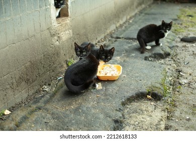 Stray Cats Are Black. Cats In Yard. Abandoned Pets.