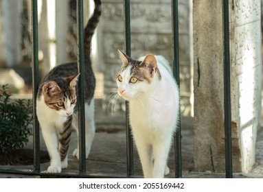 stray cats in a cemetery in the city, homeless animals in urban streets of cities Istanbul Turkey