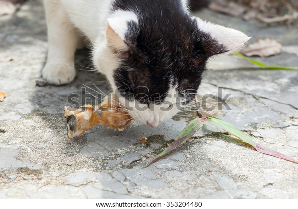 stray cats eat fish bones 600w 353204480