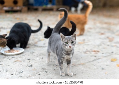 Stray cats eating on the street. A group of homeless and hungry street cats eating food given by volunteers. Feeding a group of wild stray cats, animal protection and adoption concept