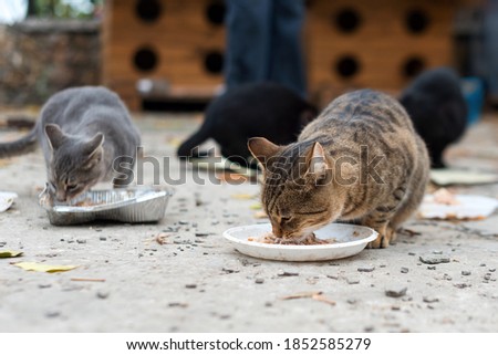 Stray cats eating on the street. A group of homeless and hungry street cats eating food given by volunteers. Feeding a group of wild stray cats, animal protection and adoption concept