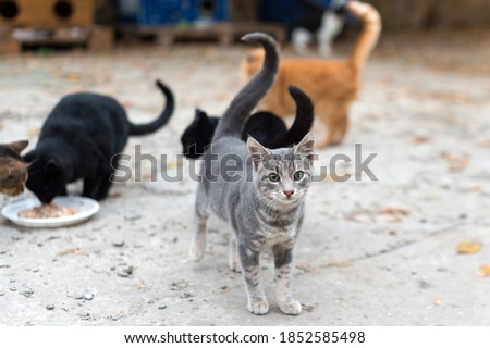 Stray cats eating on the street. A group of homeless and hungry street cats eating food given by volunteers. Feeding a group of wild stray cats, animal protection and adoption concept