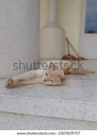 stray cats at the grand mosque of Pattani