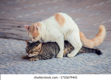 Cats have sex in Baku