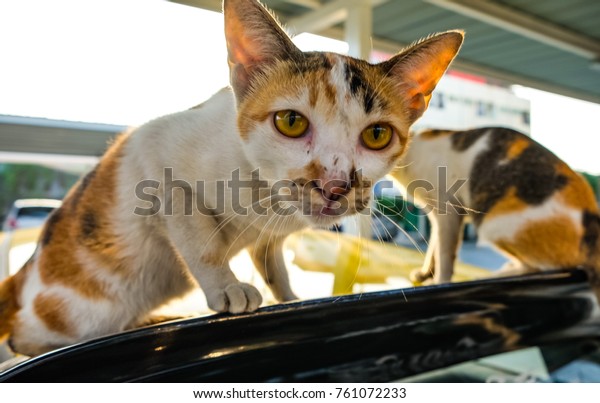 Stray cats\
like to live and sleep on a car parked in a parking lot andIts\
sharp nails will destroy the car\'s\
surface.