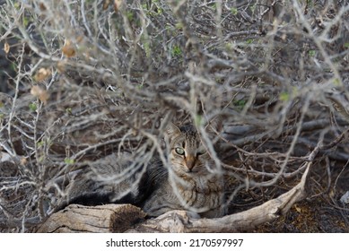 Stray Cats On Chora Or Naxos Town, One Of Greek Island On Cyclades Archipelago In Aegean Sea - Mediterranean.