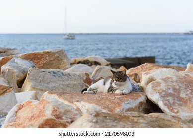 Stray cats on Chora or Naxos town, one of greek island on Cyclades archipelago in Aegean sea - Mediterranean. - Shutterstock ID 2170598003