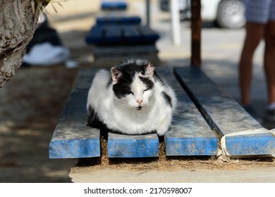 Stray Cats On Chora Or Naxos Town, One Of Greek Island On Cyclades Archipelago In Aegean Sea - Mediterranean.