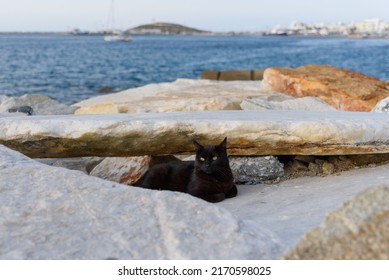 Stray Cats On Chora Or Naxos Town, One Of Greek Island On Cyclades Archipelago In Aegean Sea - Mediterranean.