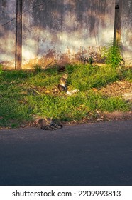 Stray Cats On A Lawn In The Late Afternoon Light