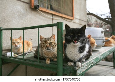 Stray Cats On An Old Bed Frame In An Abandoned House In Baalbek, Lebanon.