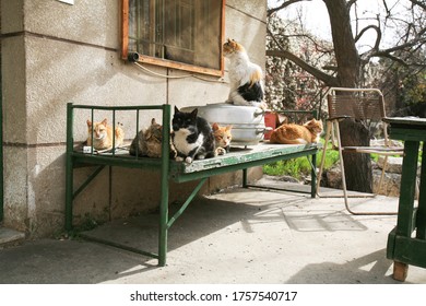 Stray Cats On An Old Bed Frame In An Abandoned House In Baalbek, Lebanon.