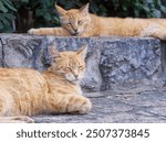 Stray cats resting in cobblestone alley of Hydra Island, Saronic Gulf, Aegean Sea, Greece 