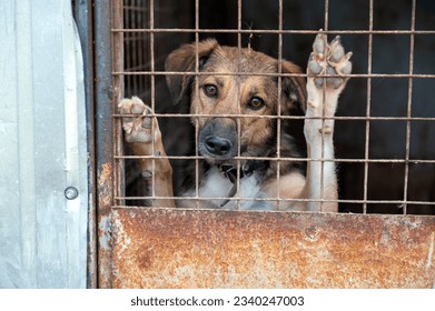 Stray dog in animal shelter waiting for adoption. Portrait of homeless dog in animal shelter cage.  Dog  behind the fences - Shutterstock ID 2340247003