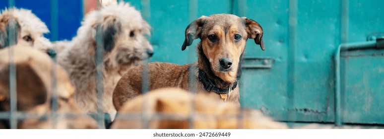 Stray dog in animal shelter waiting for adoption. Portrait of homeless dog in animal shelter cage.  Dog  behind the fences - Powered by Shutterstock