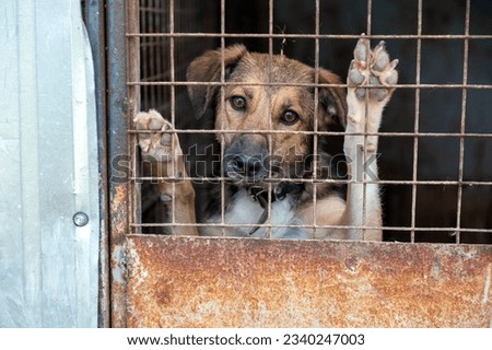 Stray dog in animal shelter waiting for adoption. Portrait of homeless dog in animal shelter cage.  Dog  behind the fences