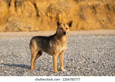 A Stray Dog Beach Looks Directly Into The Camera. A Tag On The Dog's Ears. The Sad Look Of A Lost Or Abandoned Animal. The Concept Of Mercy Love For Animals. Beautiful Portrait Of A Brown Dog Close-up