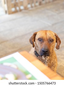 Stray Dog Begging For Food In A Restaurant Near Cabo San Lucas, Mexico