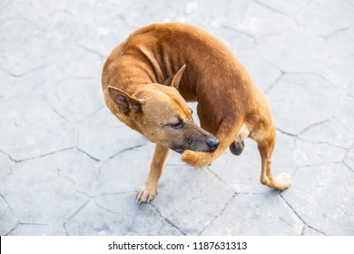 Dog Bites Tail Images Stock Photos Vectors Shutterstock