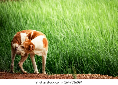 A Stray Dog Is Biting Its Tail Beside Rice Field 