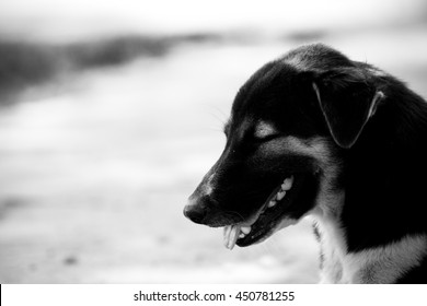 Stray dog in black and white shot.