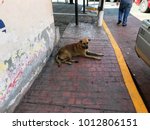 Stray dog blocking the path
