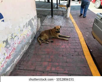 Stray dog blocking the path