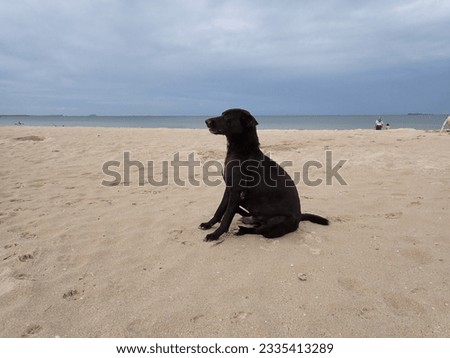 The stray dog by the gulf of Thailand