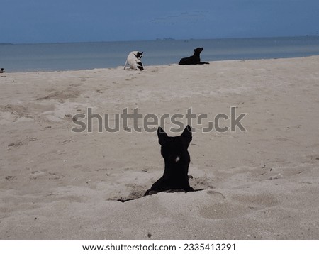 The stray dog by the gulf of Thailand