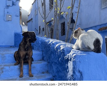 Stray dog and cat in the blue city of Chefchaouen, Morocco - Powered by Shutterstock