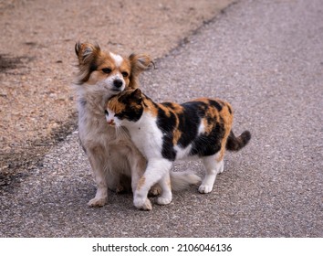 Stray dog and cat, caring each other. On street. Caressing.