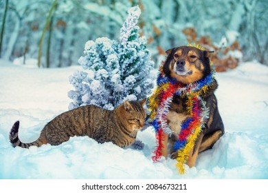 Stray dog and cat sitting together outdoors in snowy forest near fir tree. Dog with tinsel around the neck. Christmas concept