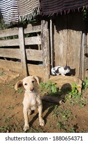 Stray Dog And Cat In Traditional Agroecology Farm Of Quilombo Community. Simonésia, Minas Gerais, Brazil.