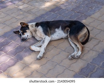 Stray dog in the city. The life of stray dogs in an urban setting. - Powered by Shutterstock